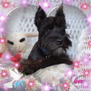 Meet your Posher, Helen